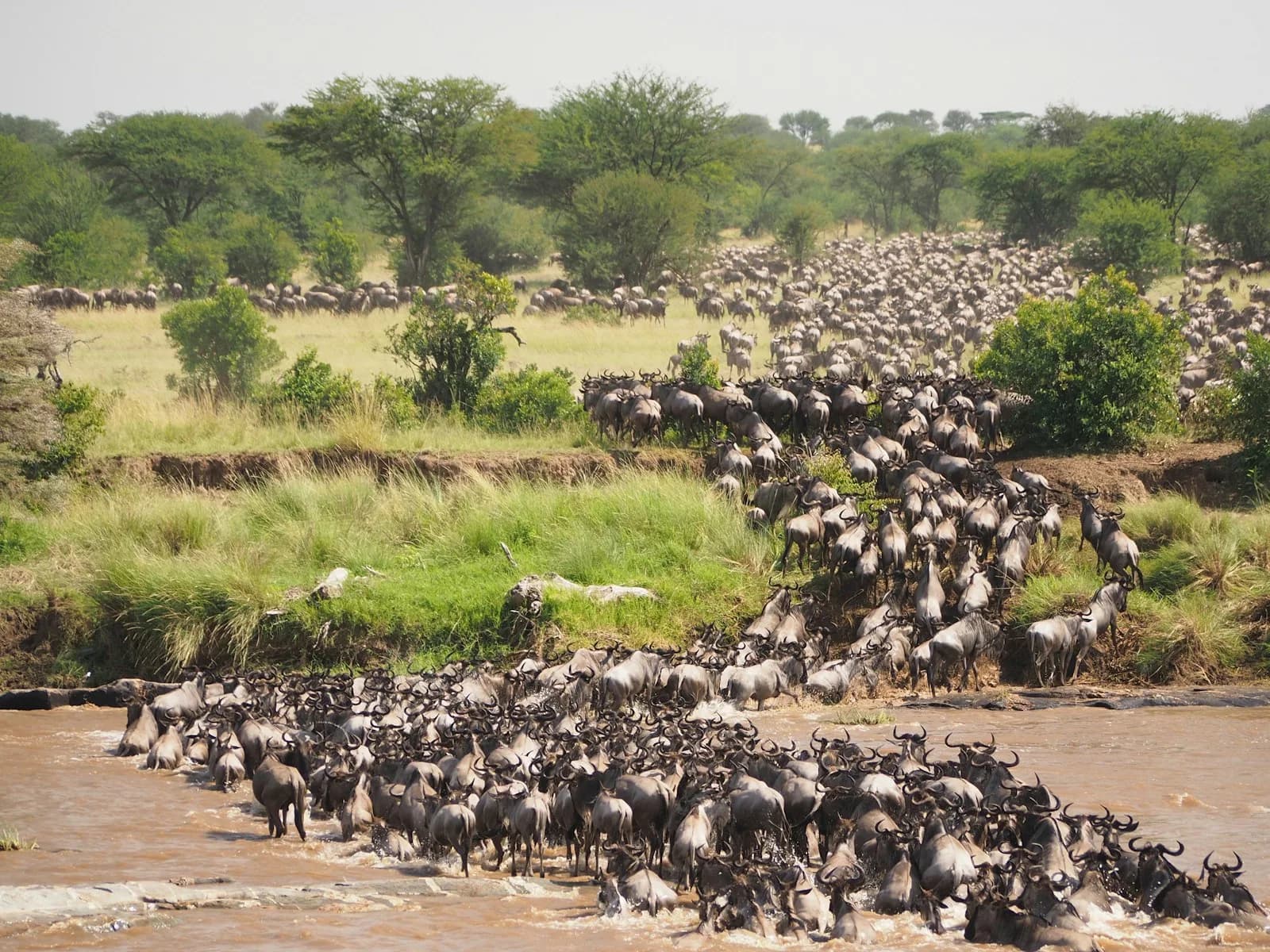 Safari de la Gran Migración — Kenia y Tanzania